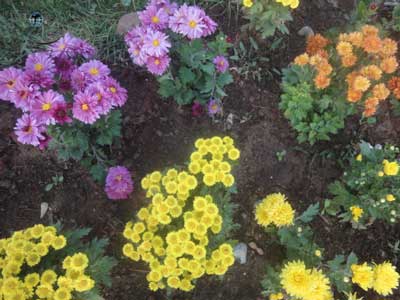 گل های داودی تبریز
